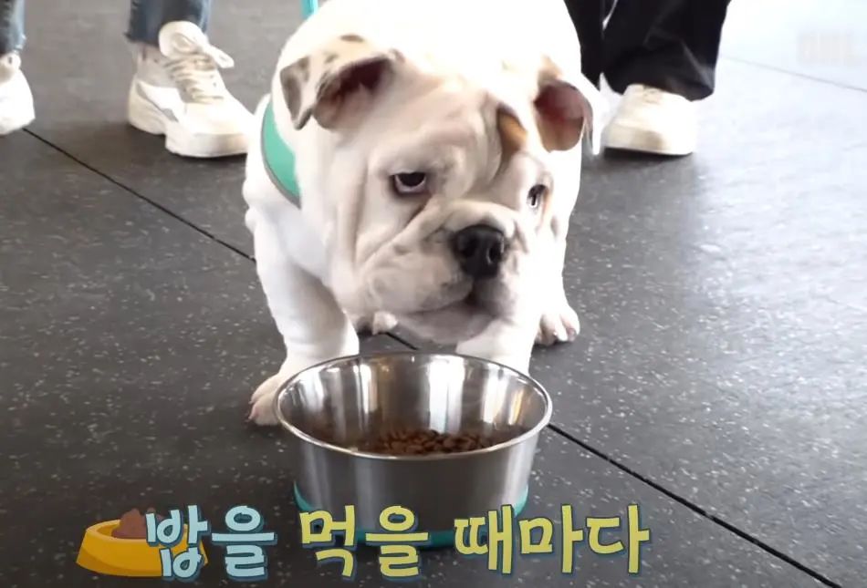 小奶狗怎么越吃越瘦是什么原因,小奶狗太瘦如何快速长胖