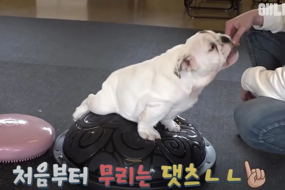 小奶狗怎么越吃越瘦是什么原因,小奶狗太瘦如何快速长胖