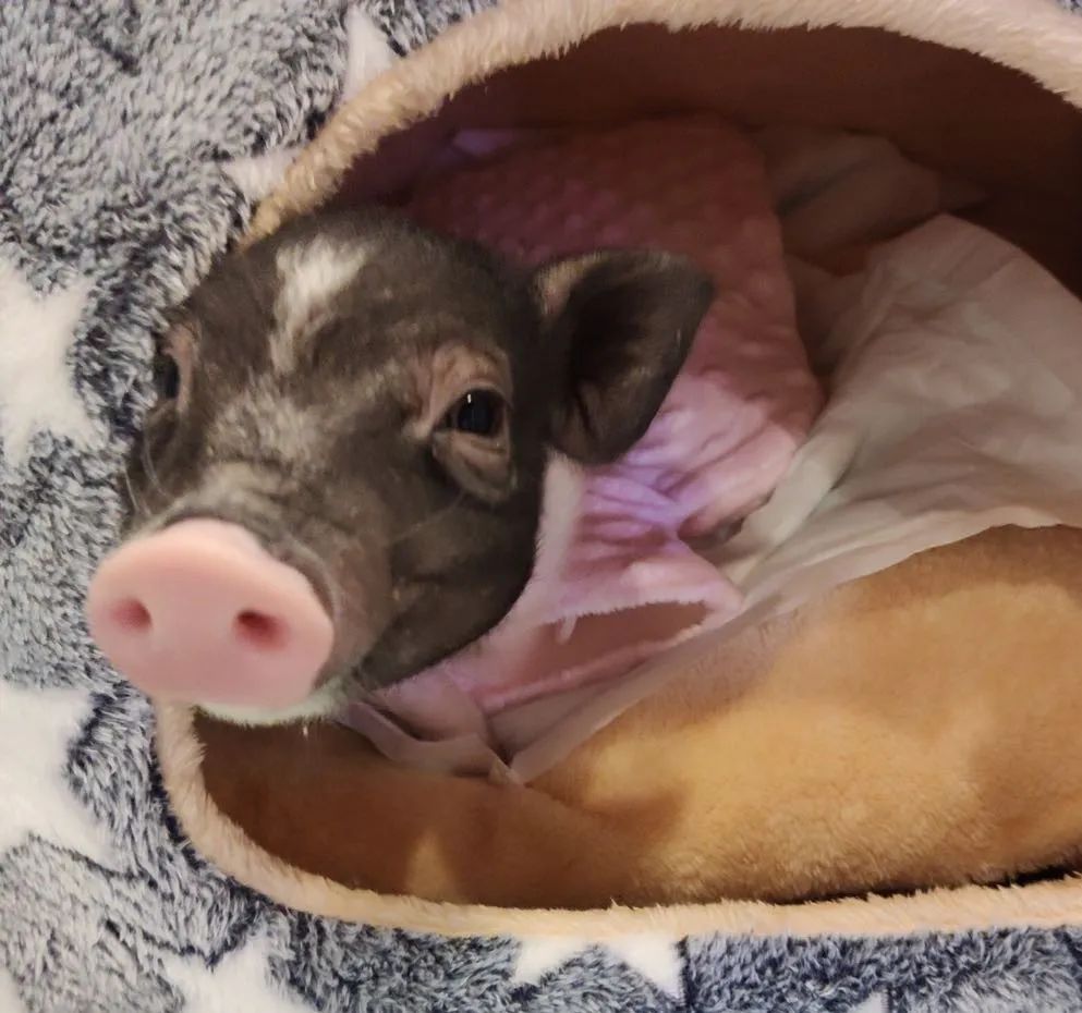 网友吸猫撸狗,吸猫撸狗的地方