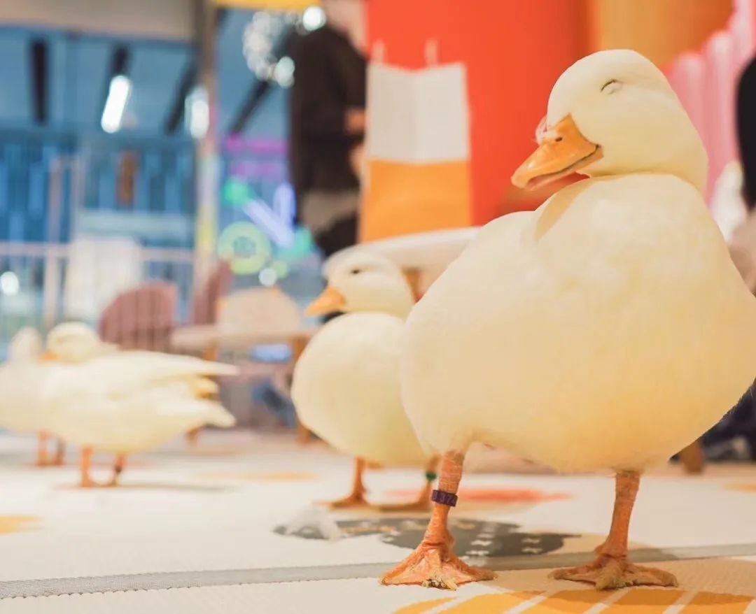 网友吸猫撸狗,吸猫撸狗的地方