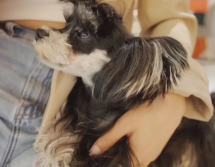 网友吸猫撸狗,吸猫撸狗的地方