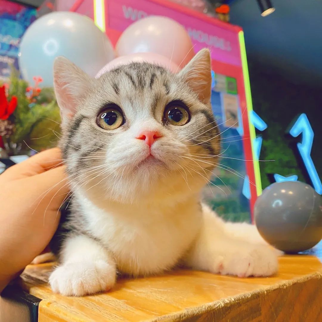 网友吸猫撸狗,吸猫撸狗的地方