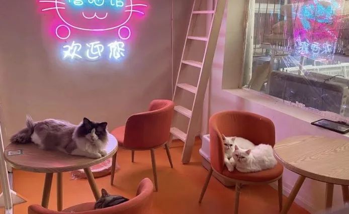 网友吸猫撸狗,吸猫撸狗的地方