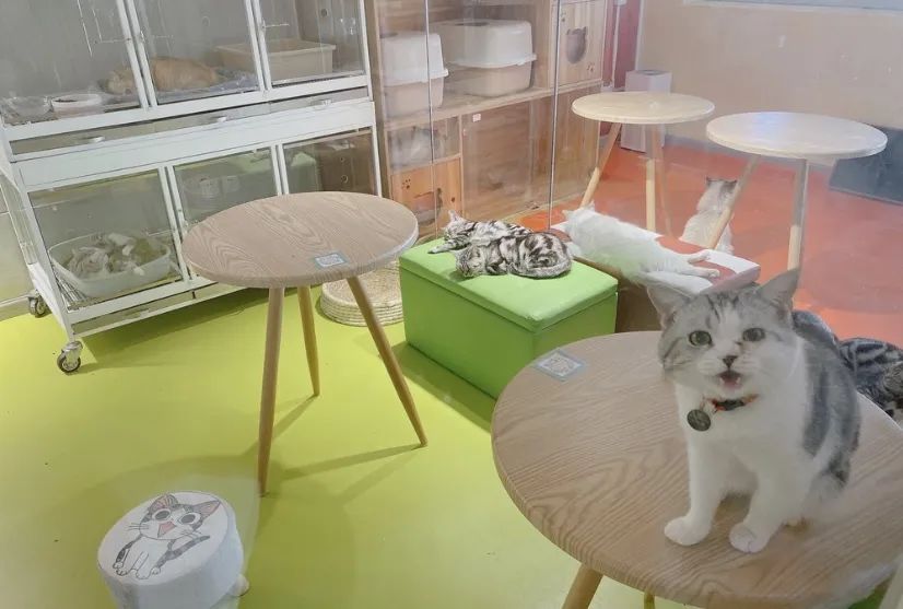 网友吸猫撸狗,吸猫撸狗的地方