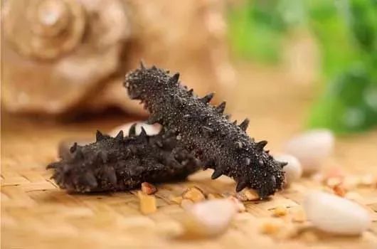 最新海参市场消息,海参市场靠谱吗