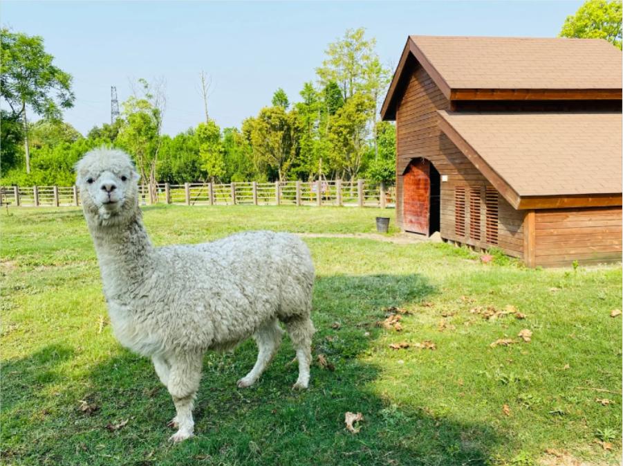 成都五个打卡地,成都5月打卡