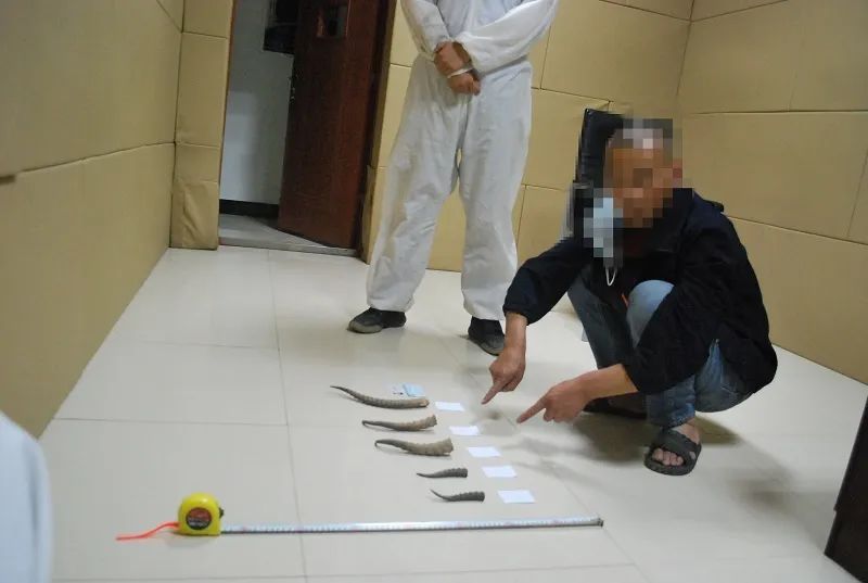 保护野生动物青海森林公安在行动,保护野生动物执法力度