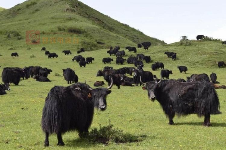 奋进甘孜小康之路丨致富有路脱贫有门甘孜县打造特色产业品牌