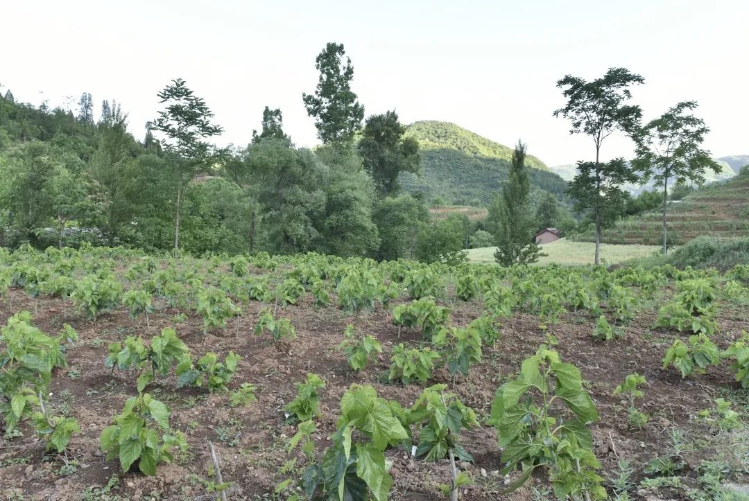 蚕宝宝怎么才能吐出金丝,蚕宝宝吐出透明色液体