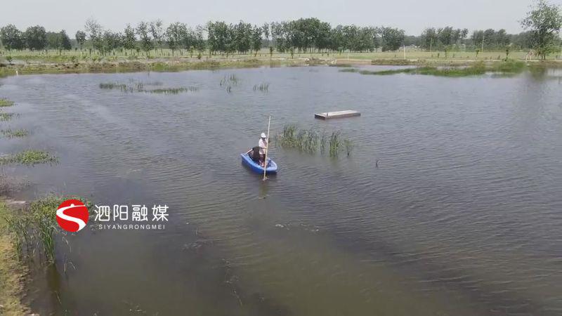 泗阳小龙虾多少钱一斤,宿迁小龙虾养殖基地
