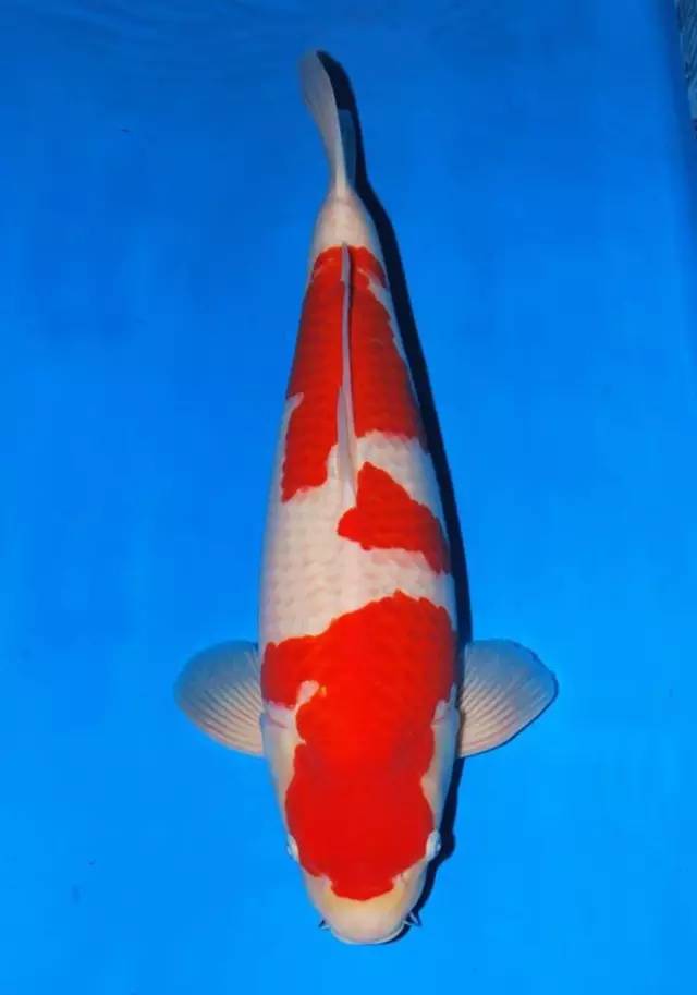 锦鲤的饲养方法及注意事项,锦鲤养到最后鱼友为什么不想养了