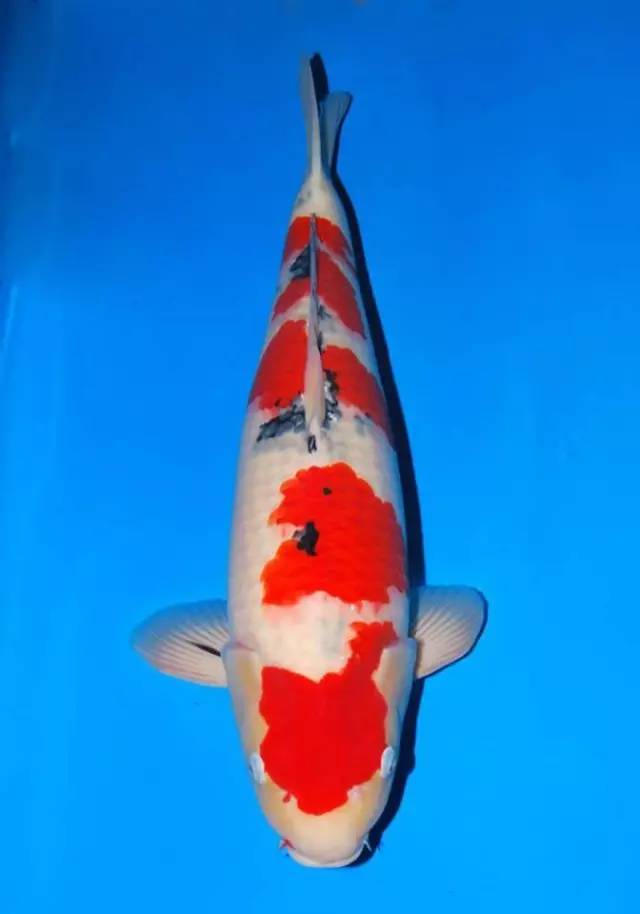 锦鲤的饲养方法及注意事项,锦鲤养到最后鱼友为什么不想养了