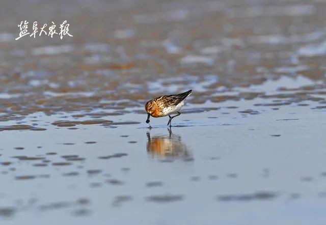 盐城最厉害的勺子,盐城铜勺子