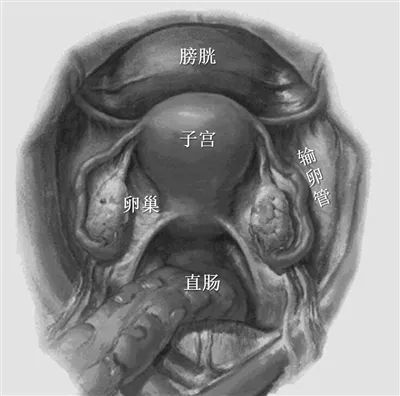 健康|含而不露镇中堂：神奇的子宫
