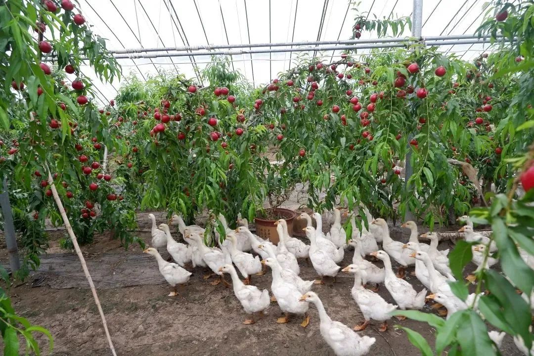 油桃汁水,黄心油桃5斤应季大桃子