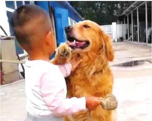 看看大庆人养宠物花了多少钱？吃穿、美容、买保险……