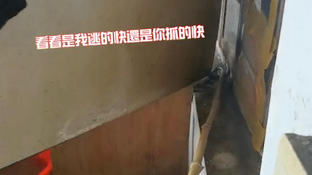 惊悚！锡城近日，蛇出没频繁，遇到它这么办？戳→