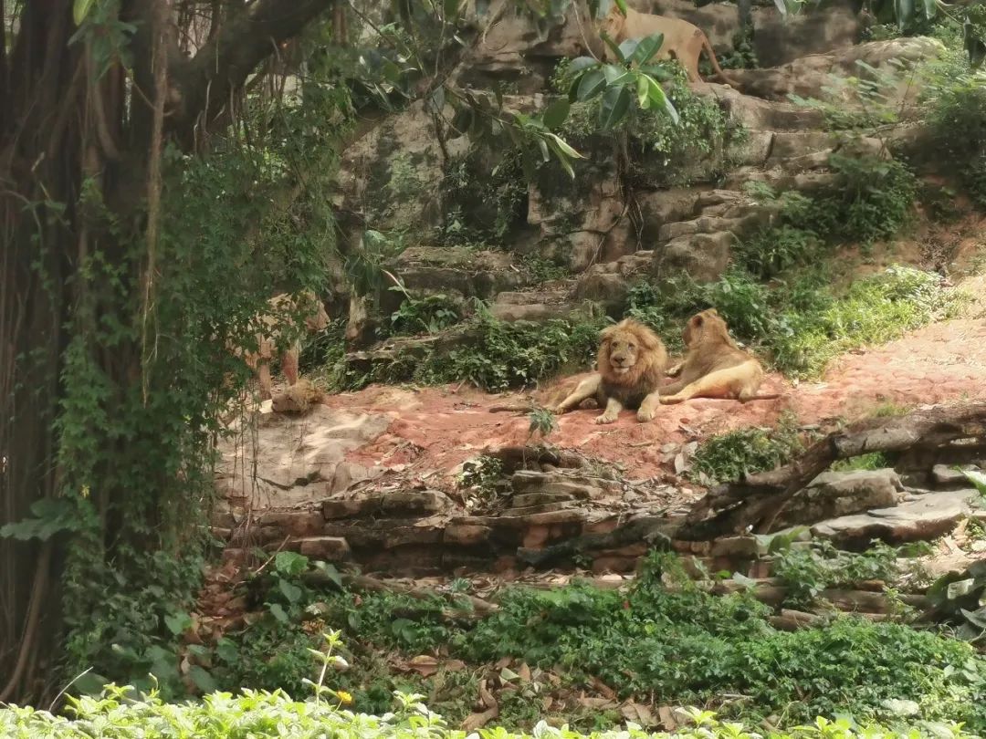最新广州长隆野生动物园南门攻略,广州长隆动物园的白虎简介