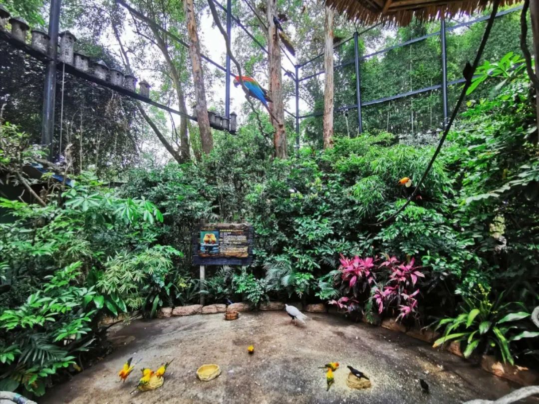 最新广州长隆野生动物园南门攻略,广州长隆动物园的白虎简介