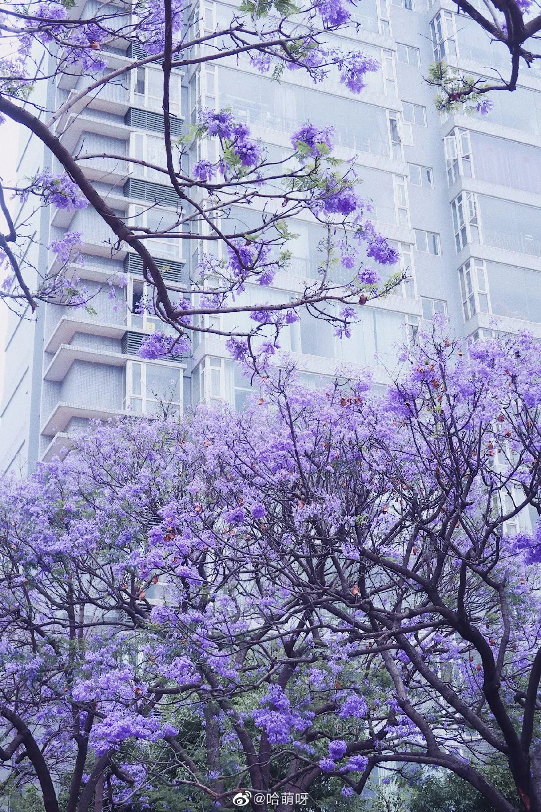 昆明网红打卡景点攻略,昆明最火网红打卡景点冬季