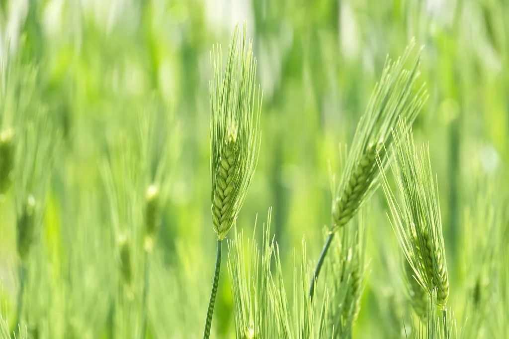 二十四节气小满英语翻译,小满这个节气用英语如何介绍