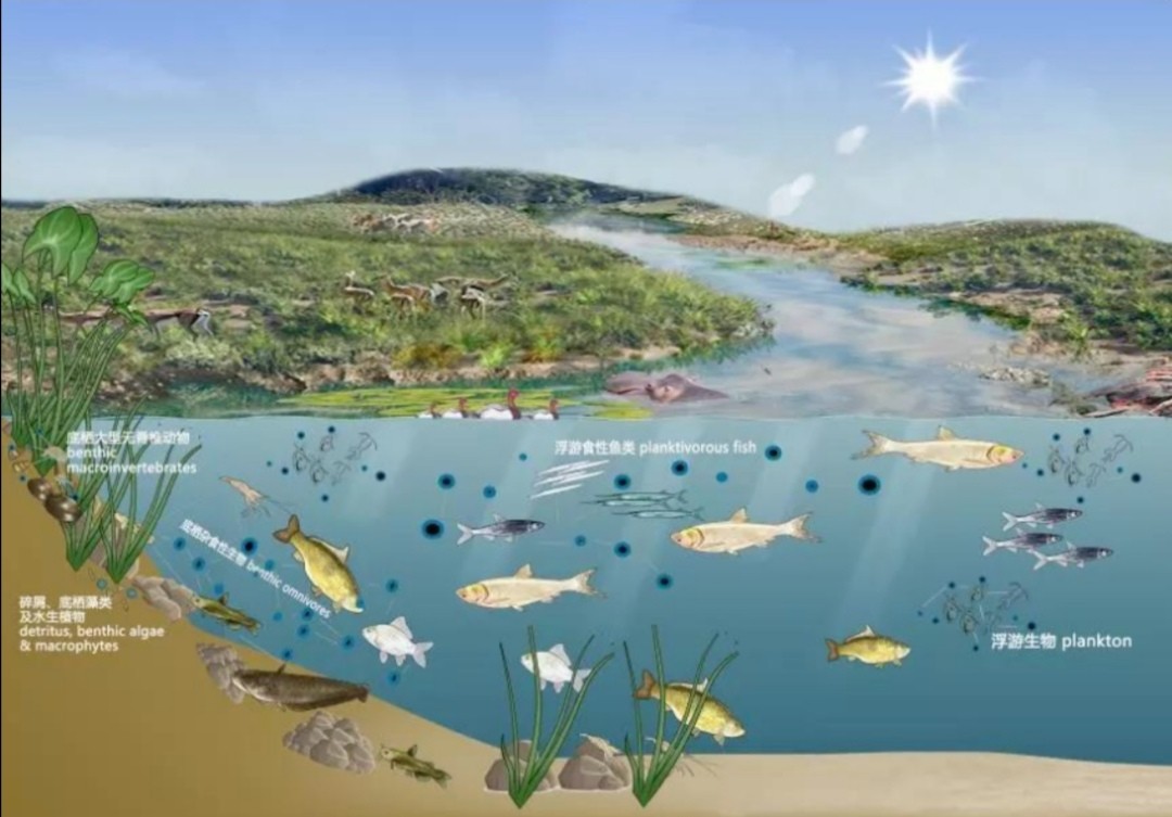 老司机带你飞之番外篇：涨水与落水对鱼的影响