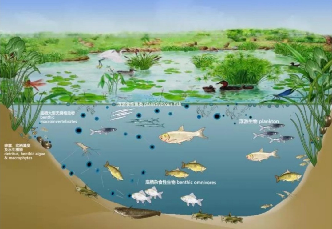 老司机带你飞之番外篇：涨水与落水对鱼的影响