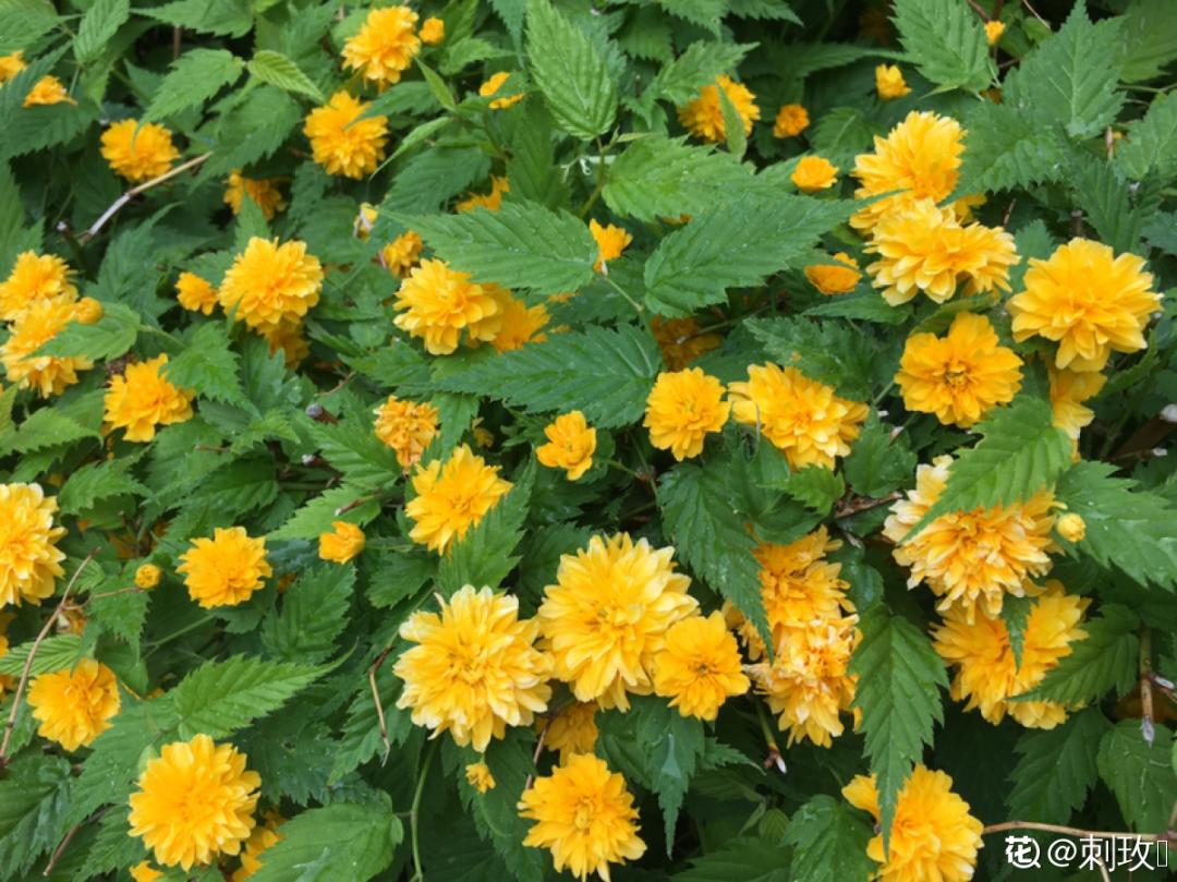 绿道有哪些科普,绿道花卉