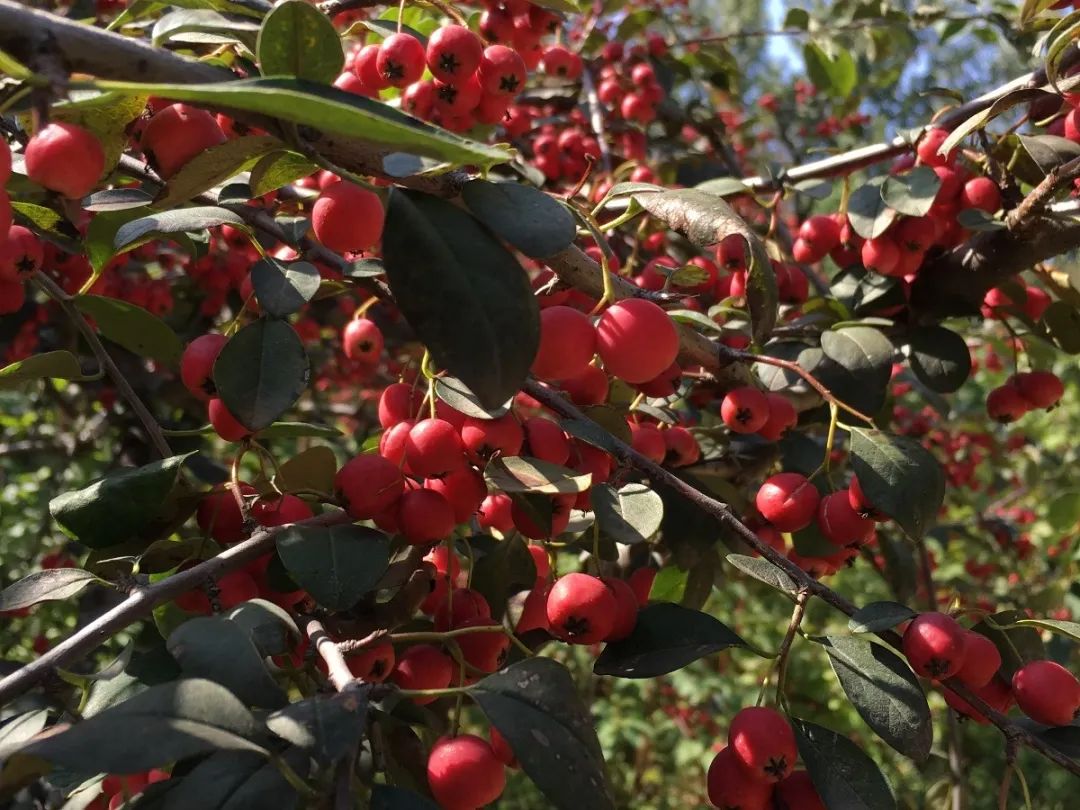 绿道科普展,绿道科普看初夏街头满目芳菲