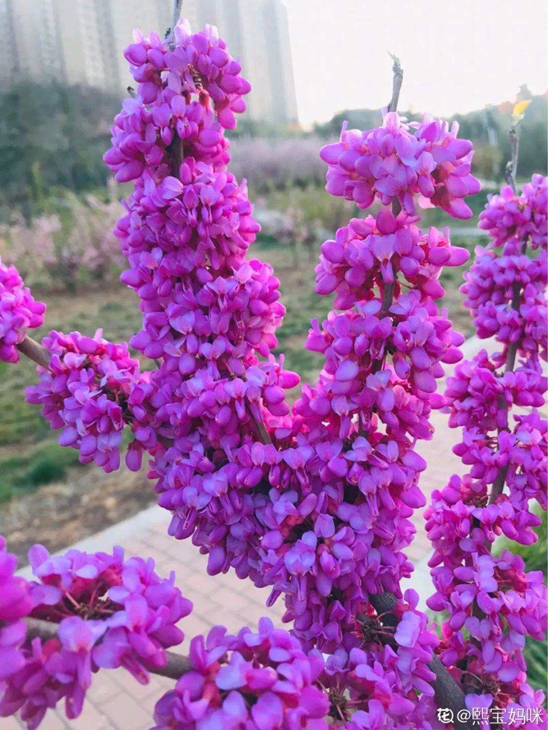 绿道有哪些科普,绿道花卉