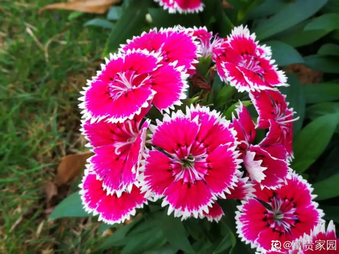 绿道科普展,绿道科普看初夏街头满目芳菲