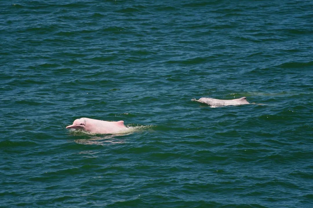 这样的鸟兽胖友圈，你见过吗？