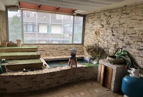 锦鲤鱼缸里能养绿萝吗,锦鲤鱼池上面放绿萝可以吗