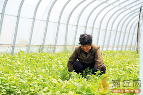 保粮食能源安全筑牢发展安全线