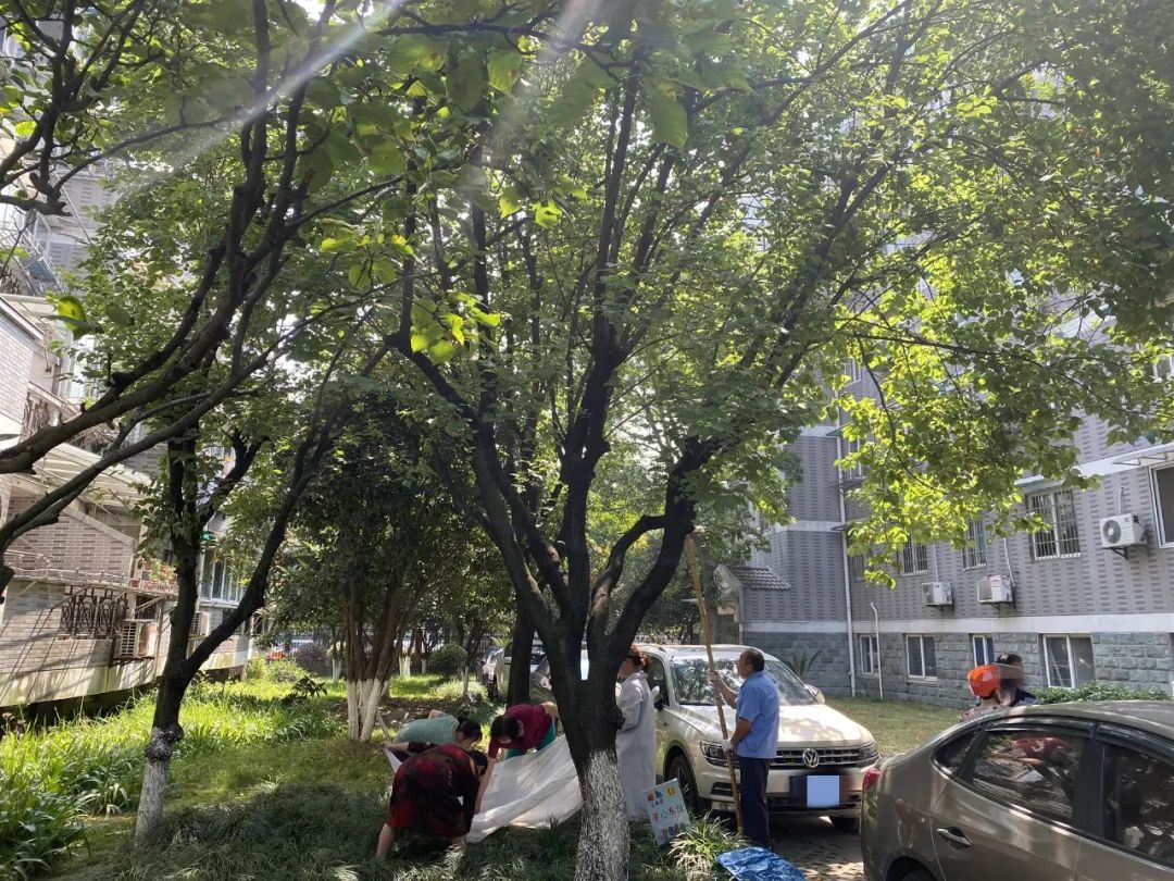 浙江一小区里随处可见的这东西,店里卖到15.8元一斤!居民随便捡