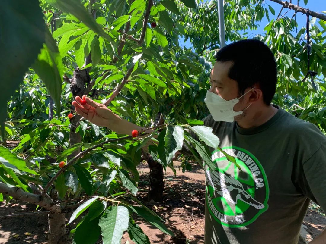昌平樱桃采摘视频,昌平兴寿樱桃采摘价格