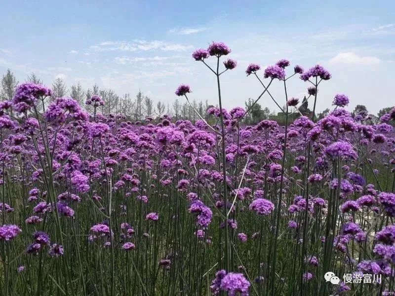 富川慢城,富川慢城花海攻略