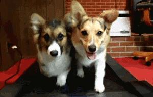 狗狗身上过敏症状,狗狗皮肤过敏常见症状及改善方法