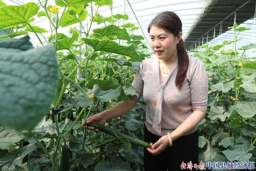 蒙阴大学生回乡创业,沂蒙返乡青年