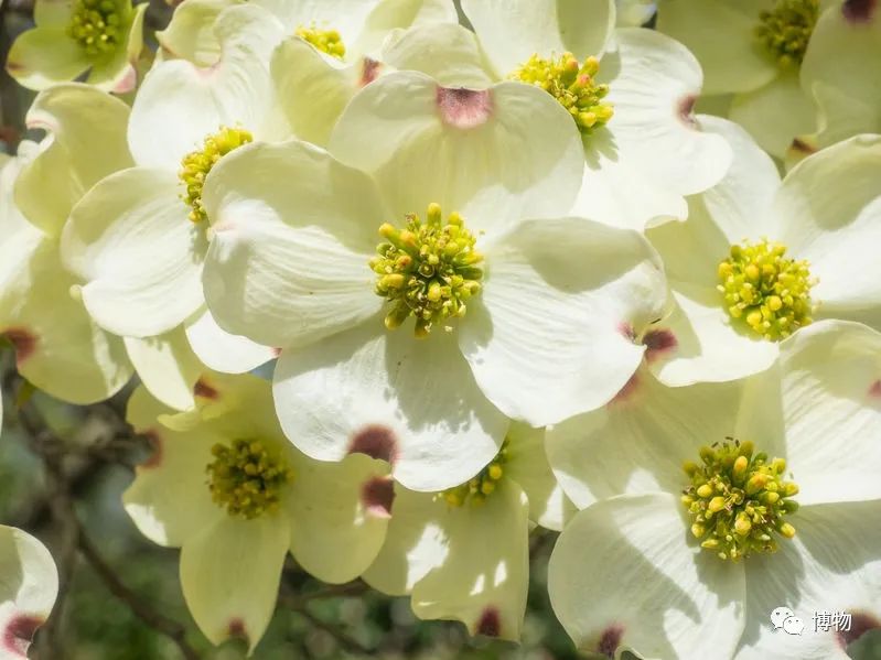大花四照花花语,大花四照花