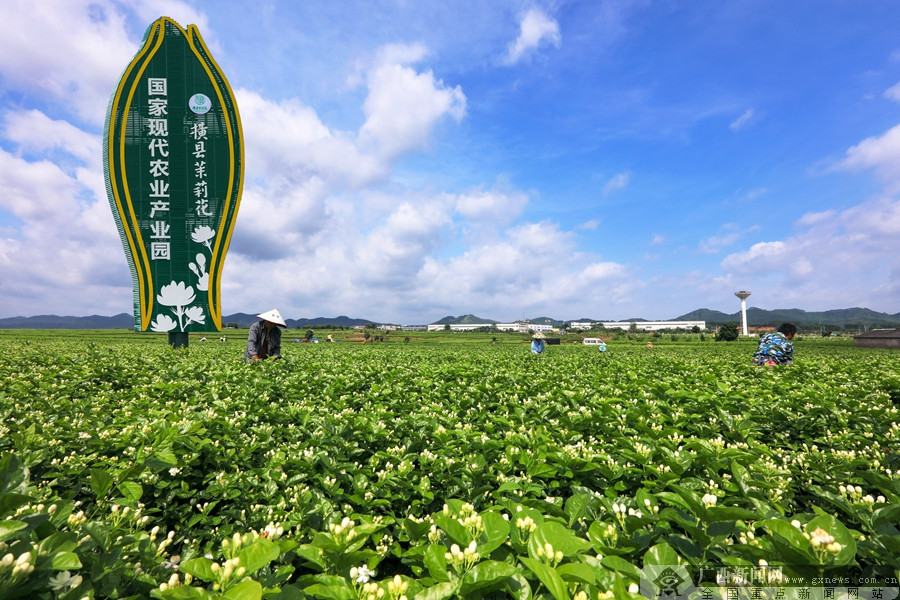 茉莉花都香飘世界绘出发展新画卷（组图）