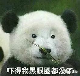 能拍彩色照片的大熊猫,大熊猫为啥不能拥有一张彩色照片