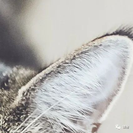 大熊猫一生没有彩色照片,大熊猫的愿望彩色照片