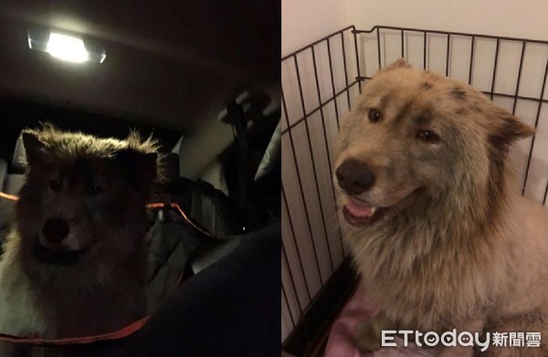 流浪萨摩耶蜕变,流浪萨摩耶全部视频