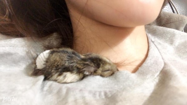 以前最爱吃它醋！　汪亲眼见“鼠宝骨灰”皱眉难过