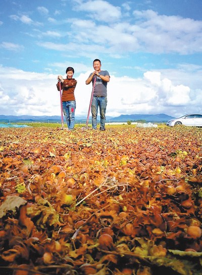 一颗好吃的榛子,大榛子小榛子哪个好吃
