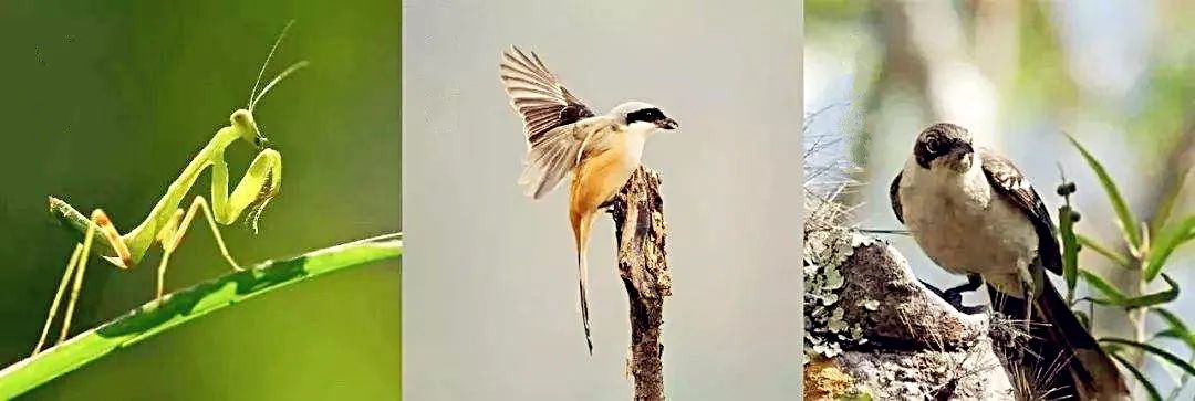 今日芒种七律,今日芒种最新模板