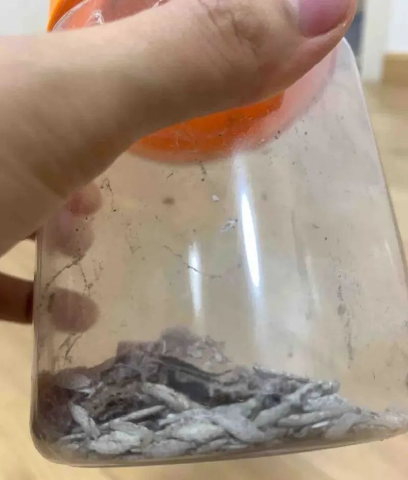 家里有很多小黑虫蠕动怎么回事,抓也抓不住的小虫子
