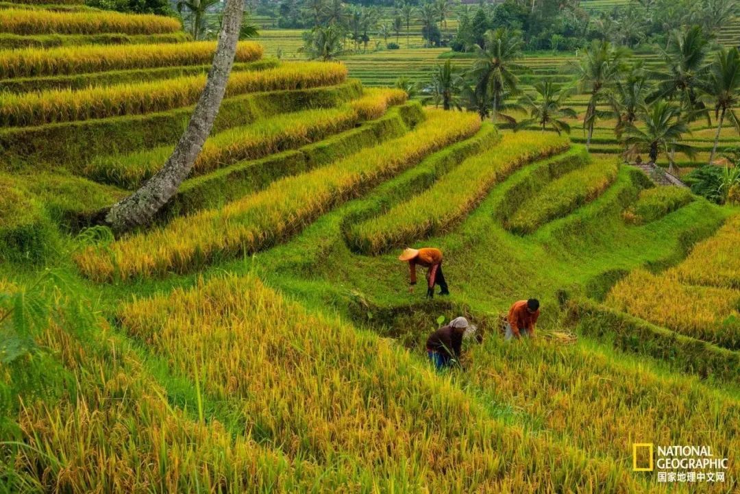 芒种至仲夏始人生丰收时,芒种至仲夏始介绍