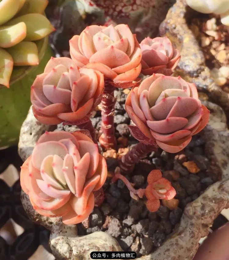 专注于自己喜欢的事情,专注于自己喜爱的事情